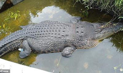 Video: Bắt sống cá sấu dài 5m nhảy lên tường ăn thịt nhà khoa học ở Indonesia