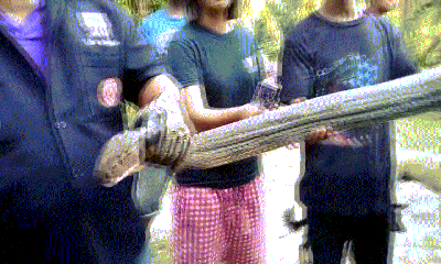 Video: Hổ mang chúa khổng lồ dài 9m đột nhập nhà dân, thiếu nữ 23 tuổi hốt hoảng bỏ chạy