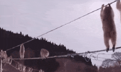 Video: Bầy khỉ tuyết tinh quái đu dây điện để tránh lạnh chân