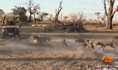 Cuộc chiến sinh tồn: Chó hoang châu Phi bao vây, tấn công sư tử cái và cái kết thảm hại