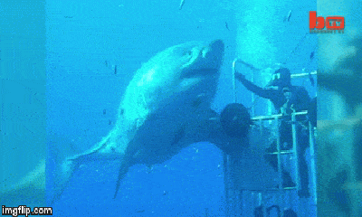 Video: Ghi hình siêu cá mập to chưa từng có ngoài khơi biển Hawaii