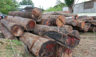 Vụ trùm gỗ lậu Phượng “râu”: Khởi tố trạm trưởng quản lý rừng