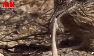 Video: Sở hữu nọc độc chết người, rắn đuôi chuông bất lực bị thiên địch tra tấn dập đầu