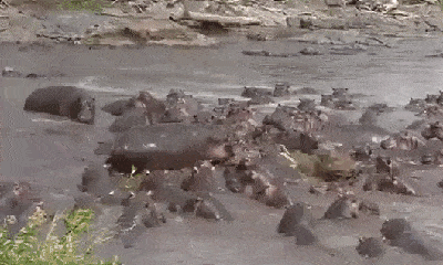 Video: Lạc vào cấm địa, cá sấu hung dữ bị hơn 30 con hà mã tra tấn thê thảm