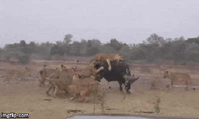 Video: Cả gia đình sư tử quật ngã, xé xác trâu rừng nhanh như 
