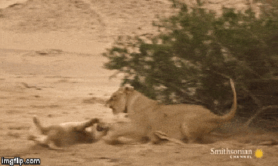 Cuộc chiến sinh tồn: 3 chú sư tử mồ côi liều mạng giành mồi với đồng loại