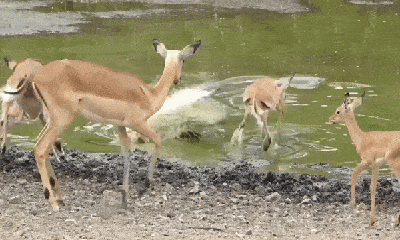 Cuộc chiến sinh tồn: Cá sấu nuốt chửng linh dương Impala