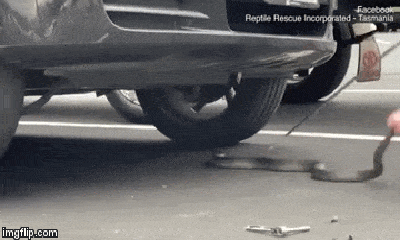 Video: Kinh hãi màn bắt rắn kịch độc chui dưới gầm ô tô