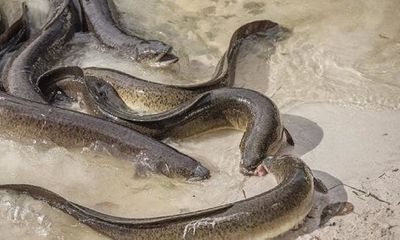 Anh: Kỳ lạ trước hiện tượng những con lươn ở sông Thames bị tăng động