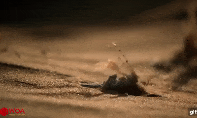 Video: Mất cảnh giác, thằn lằn chết đau đớn trong tay một sát thủ dưới lòng cát