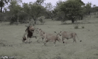 Video: Bầy sư tử cái giận giữ hợp lực tấn công sư tử đực và diễn biến bất ngờ