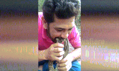 Video: Người đàn ông ngậm 4 đầu rắn độc kịch độc vào mồm và cái kết bất ngờ
