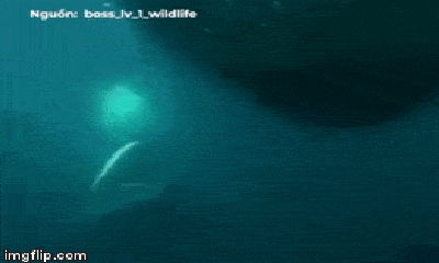 Video: Tung cú táp nhanh như chớp, cá voi xanh xơi tái đàn cá khổng lồ