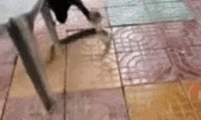 Video: Cận cảnh màn giao đấu ác liệt giữa chó, rắn và trăn