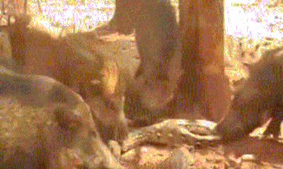 Video: Trăn siết chết con, lợn bố điên cuồng xé xác đối thủ để trả thù