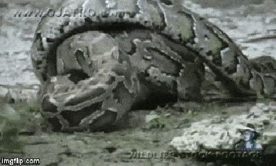 Cuộc chiến sinh tồn: Sởn da gà khoảnh khắc trăn khổng lồ nuốt chửng cá sấu