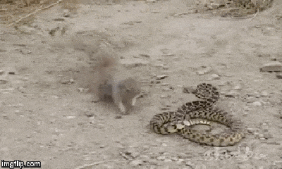Video: Rắn đuôi chuông lạc vào lãnh địa thiên địch, sóc hung dữ lao vào tấn công
