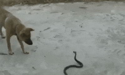 Video: Hổ mang chúa gặp cảnh éo le khi bị cua kẹp chặt đuôi, đầu bị chó tấn công