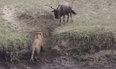 Video: Bị sư tử tấn công, linh dương lật ngược tình thế khiến kẻ thù bối rối