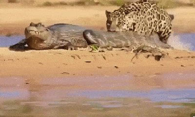 Video: Sát thủ khét tiếng hạ gục cá sấu trong nháy mắt