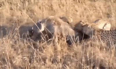 Video: Dại dột kêu cứu giữa bầy báo săn, lợn rừng 
