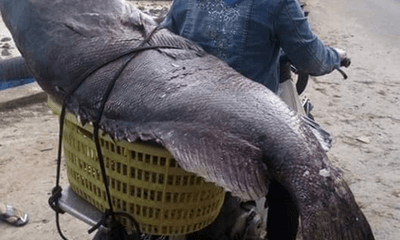 Ngư dân Quảng Trị bắt được cá mú 