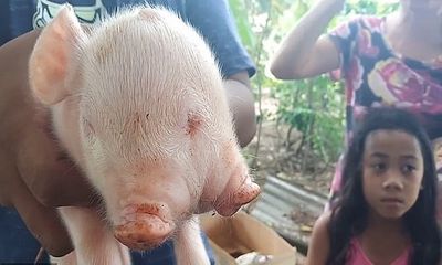 Video: Lợn chào đời có hai đầu ba mắt gây xôn xao 
