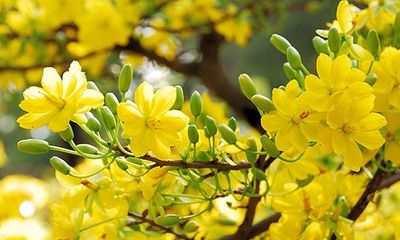 Video: Choáng ngợp trước cây mai có tán phủ hơn 50 m2 nở hoa vàng rực 