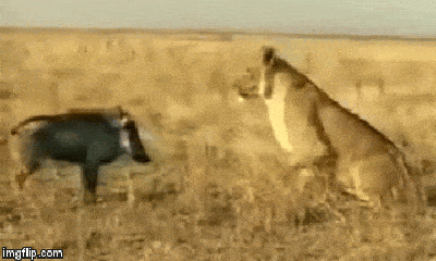 Video hiếm: Lợn rừng nổi điên phản đòn quyết liệt, sư tử cái bỏ chạy 