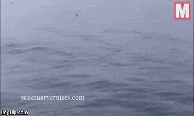 Video: Thót tim cá voi khổng lồ nặng 30 tấn nhảy lên, lao thẳng xuống thuyền du khách