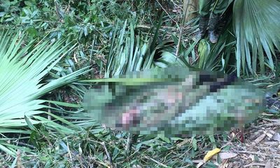 Hà Tĩnh: Người đàn ông chết trong rừng ngày mùng 3 Tết nghi bị voi quật