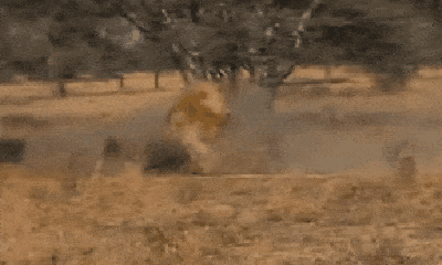 Video: Bị linh cẩu bao vây khi đi săn bò rừng, sư tử cái bất ngờ được 