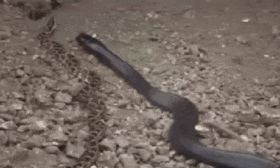 Video: Trận huyết chiến giữa trăn gấm và rắn hổ mang