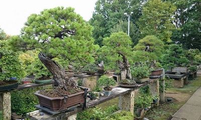 Bị mất cắp chậu bonsai 400 năm tuổi, người phụ nữ Nhật Bản đăng hướng dẫn chăm sóc