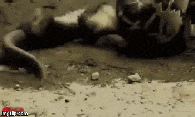 Video: Cá sấu kiêu ngạo bị trăn siết cổ rồi nuốt chửng vì không biết lượng sức mình