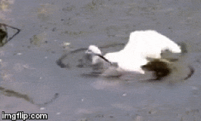 Video: Giãy giụa tới cùng, cò trắng quyết giành lấy sự sống dù đang nằm gọn trong miệng rắn