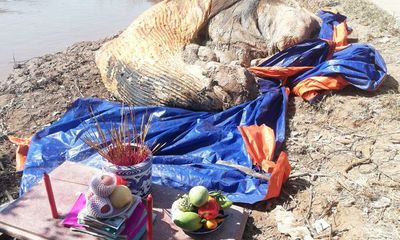 Đi bắt ốc, phát hiện xác cá voi hơn 10 tấn trôi dạt vào vùng biển Bạc Liêu