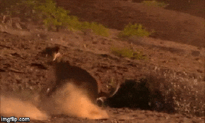 Video: Hươu cao cổ dũng cảm tung chân đạp sư tử ngã dúi dụi để bảo vệ con