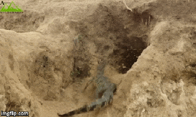 Cuộc chiến sinh tồn: Cá sấu xồng xộc lao vào hang ăn trứng rồng Komodo và cái kết bất ngờ