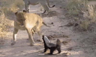 Video: Lửng mật hung hăng hét vào mặt 3 con sư tử và cái kết bất ngờ