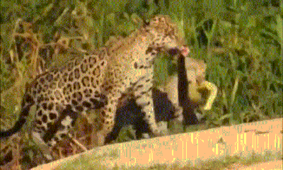 Video: 2 mẹ con báo đốm truy sát trăn 