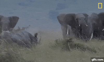Video: Cả đàn voi bị xua đuổi nhưng nhất quyết không chịu bỏ rơi con non