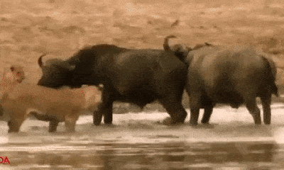 Video: Bị cả bầy sư tử bao vây dưới nước, 2 trâu rừng may mắn thoát chết