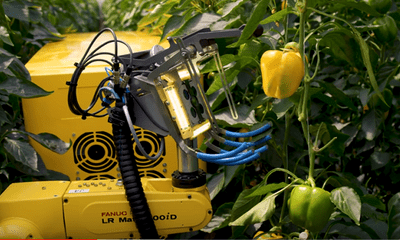 Video: Thích thú trước cảnh robot thu hoạch ớt chín trong nhà kính