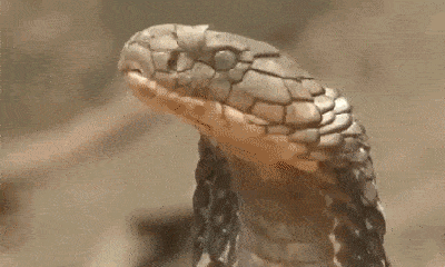 Video: Đụng phải hổ mang chúa, rắn sọc dừa bị giết trong một nốt nhạc