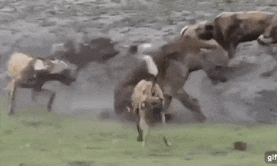 Video: Linh cẩu bị cả đàn chó hoang 