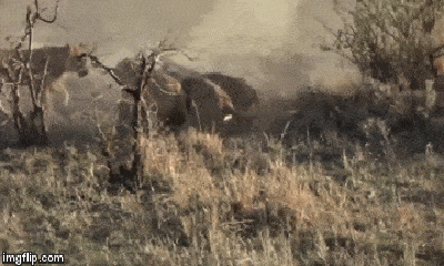 Video: Kinh hãi cảnh lợn rừng bị 