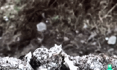 Video: Kinh ngạc cảnh rắn độc đuôi nhện tóm gọn con mồi bằng chiêu thức 