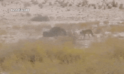 Video: Bị cả đàn thơ ơ, linh dương què chân đơn độc chống lại 4 báo săn và cái kết
