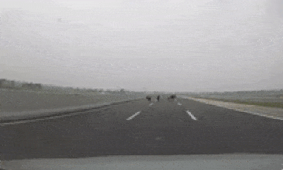 Video: Người đàn ông rượt đuổi bò trên cao tốc Hà Nội - Hải Phòng khiến tài xế thót tim
